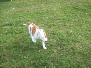 Vand pui amstaff