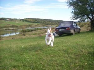 Vand pui amstaff