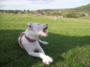 Vand pui amstaff