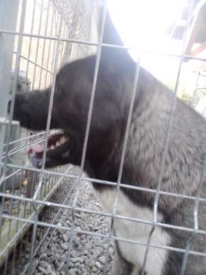 caine Akita American