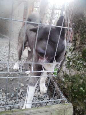 caine Akita American