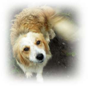 Catelusa talie mica,  spre adoptie
