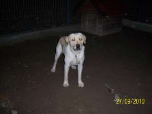 LABRADOR AURIU DE VANZARE 1 AN