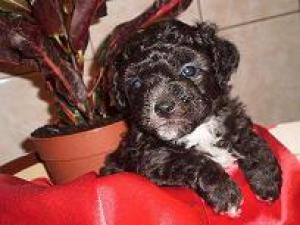 bischon frise