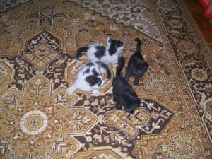 Spre adoptie puiuti de pisica