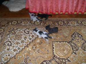 Spre adoptie puiuti de pisica
