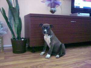 vand amstaff