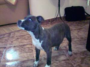 vand amstaff