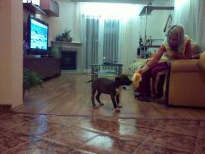 vand amstaff