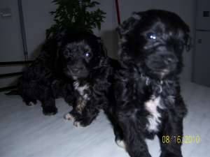 Vand pui caniche talie mica