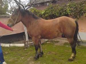 vand manza