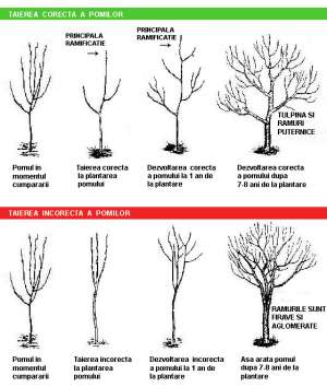 Intretinere si formare pomi fructiferi