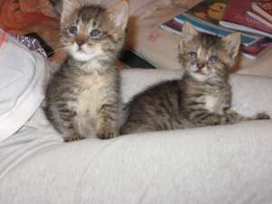 adoptie pisici