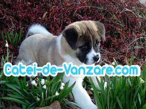 Catei de Rasa de Vanzare - Paza-Companie-Vanatoare