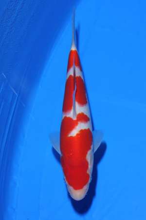 Crapi japonezi koi