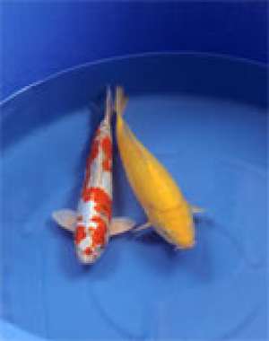 Crapi japonezi koi