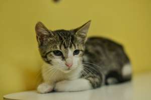 adoptie pisicuta Lula