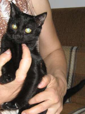 adoptie pisicuta neagra,  Bella