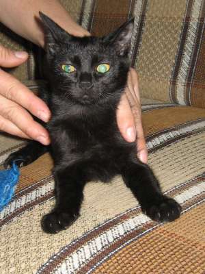 adoptie pisicuta neagra,  Bella