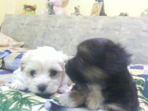 vand bichon tot timpul anului