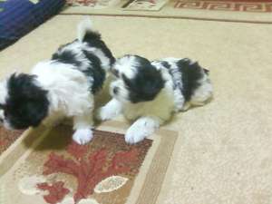 vand bichon tot timpul anului