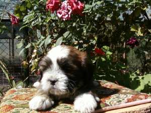 vand bichon tot timpul anului