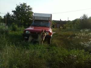 dacia papuc carosata