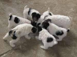 Fox terrier cu par sarmos
