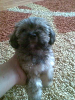 vand bichon