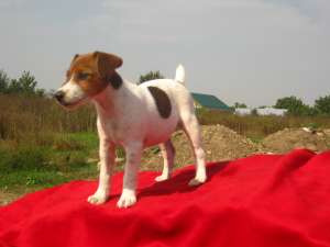 vand catelusi jack russell terrier