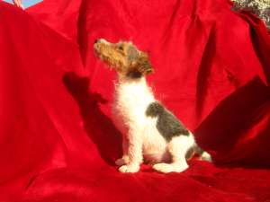 vand catel fox terrier sarmos