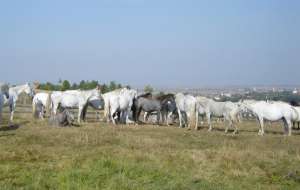 Vand urgent 20 de iepe lipitan cu pedigree,  accept si variante la schimb