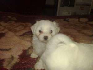 Pui Bichon 6 sapt
