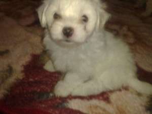 Pui Bichon 6 sapt