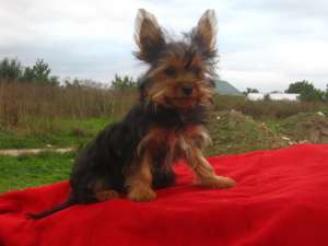 vand catei yorkie