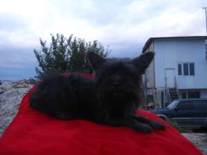 vand catel mascul yorkie