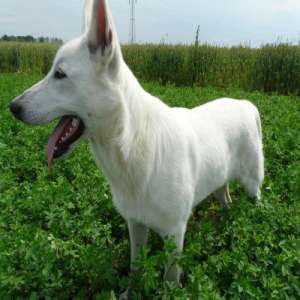 pierdut caine lup alb fara pedigree