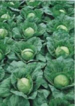 Vand varza productie oct. 2010 0, 7 RON/KG