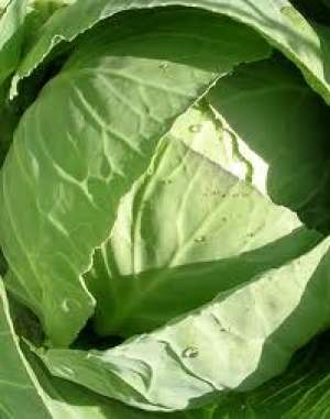 Vand varza productie oct. 2010 0, 7 RON/KG