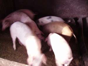 Vand PORCI