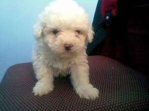 bichon bologneze