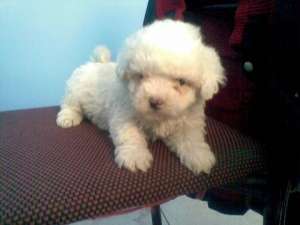 bichon bologneze