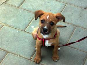 caine spre adoptie