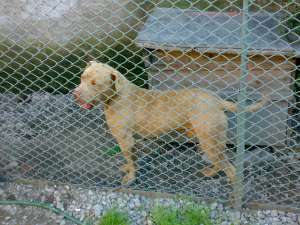 vand pitt bull rednouse linie game
