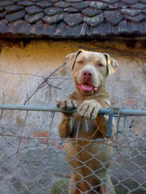 vand pitt bull rednouse linie game
