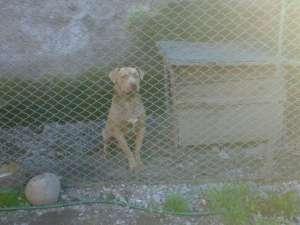 vand pitt bull rednouse linie game