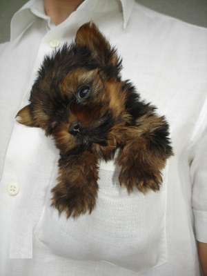 Canisa Julian de Tunari