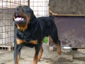 Vand pui Rottweiler talie mare