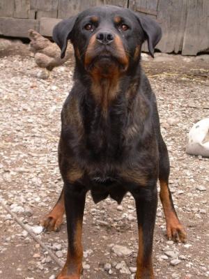 Vand pui Rottweiler talie mare