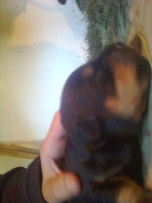 vand pui rottweiler in maramures